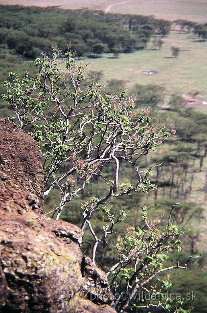 PA170019.jpg - Lake Nakuru 2002