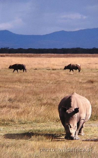 PA170024.jpg - Lake Nakuru 2002