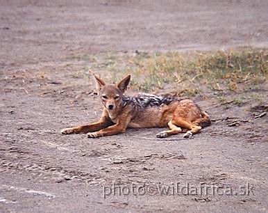 PA170036.jpg - Lake Nakuru 2002