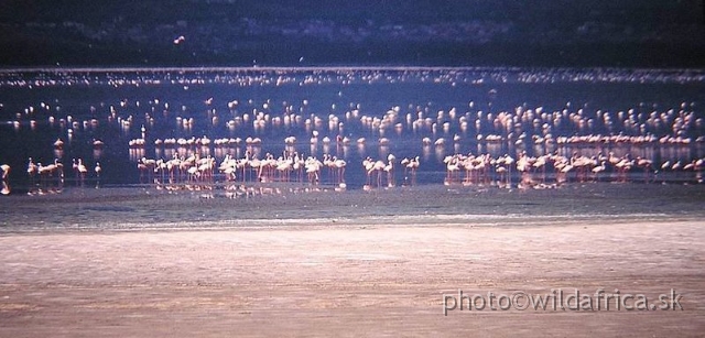 PA170039.jpg - Lake Nakuru 2002