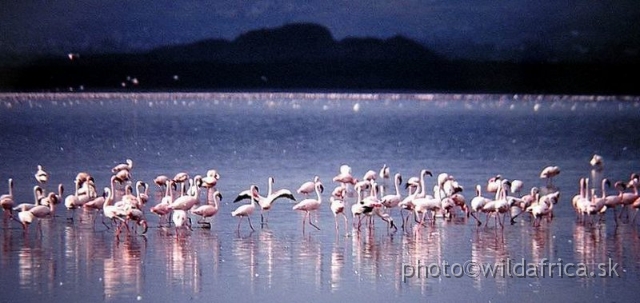 PA170041.jpg - Lake Nakuru 2002