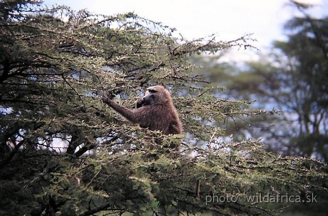 PA170048.jpg - Lake Nakuru 2002