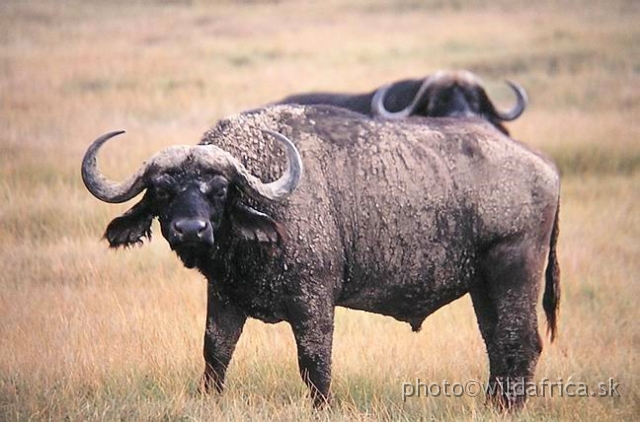 PA170073.jpg - Lake Nakuru 2002