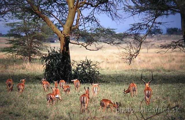 PA170074.jpg - Lake Nakuru 2002