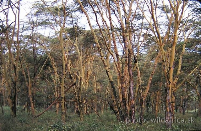 PA170083.jpg - Yellow-fever Acacia (Acacia xanthophlea), Lake Nakuru 2002