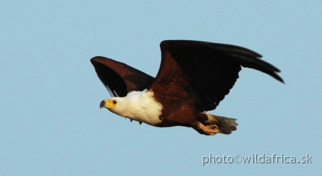 00DSC_1890++.JPG - African Fish Eagle (Haliaetus vocifer)