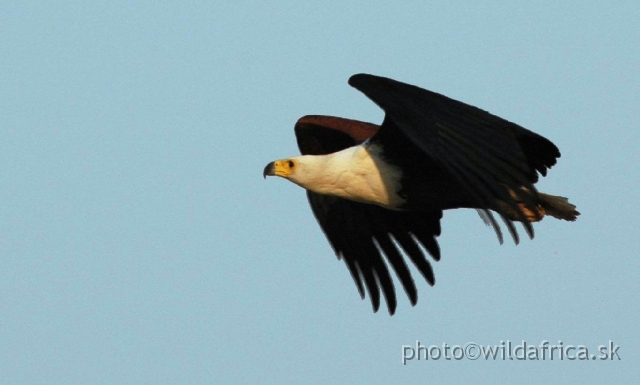 00DSC_1891++.JPG - African Fish Eagle (Haliaetus vocifer)