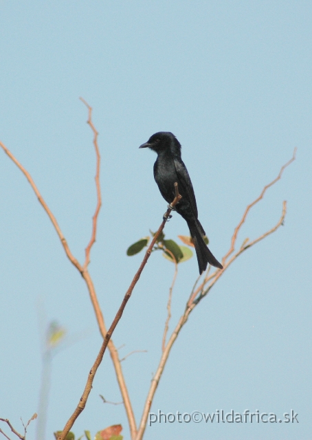 DSC_1837.JPG - Fork-tailed Drongo (Dicrurus adsimilis)