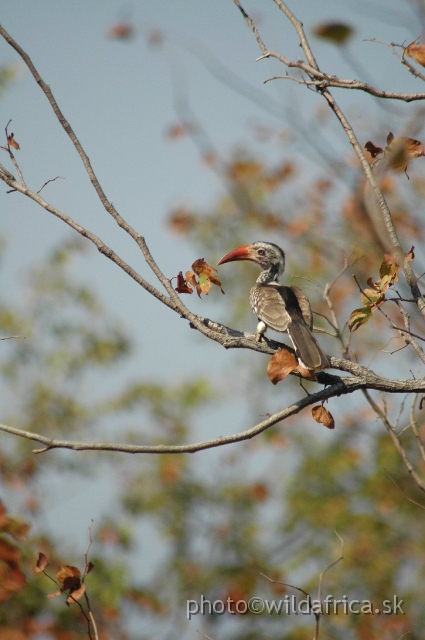 DSC_1844.JPG - Southern Red-billed Hornbill (Tockus rufirostris)