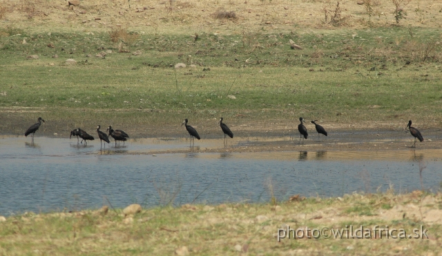 DSC_1849.JPG - African Openbill (Anastomus lamelligerus)