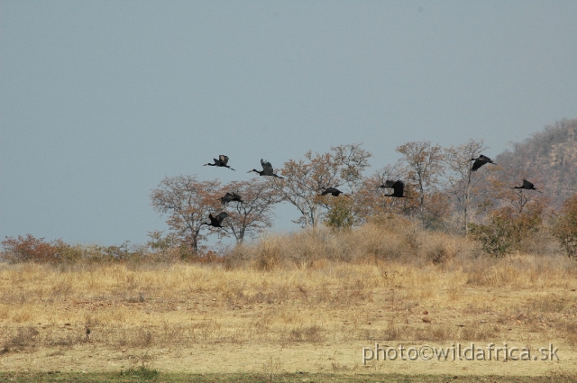 DSC_1850.JPG - African Openbill (Anastomus lamelligerus)