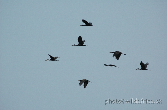 DSC_1853.JPG - African Openbill (Anastomus lamelligerus)