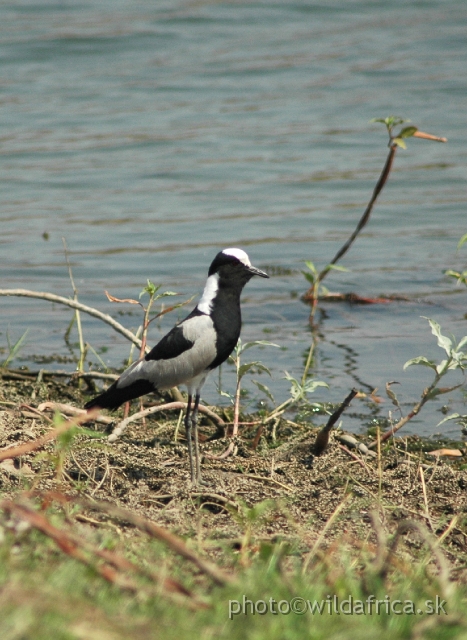 DSC_1854.JPG - Blacksmith Lapwing (Vanellus armatus)