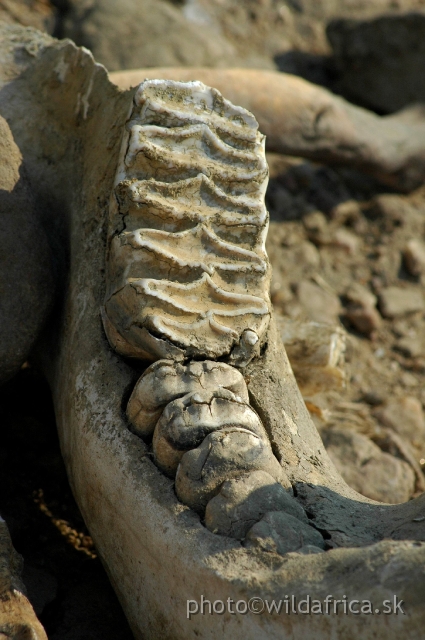 DSC_1886.JPG - Teeth of elephant