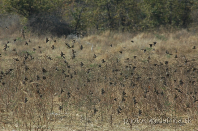 DSC_1887.JPG - Red-billed Queleas (Quelea quelea)