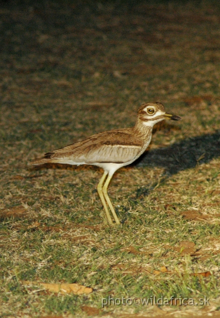 DSC_1940.JPG - Water Thick-knee (Burhinus vermiculatus) or Dikkop