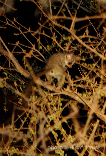 DSC_1944.JPG - Miombo Galago (Galago moholi)