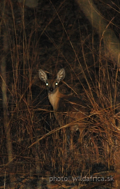 DSC_1949.JPG - Steenbok (Raphicerus campestris)