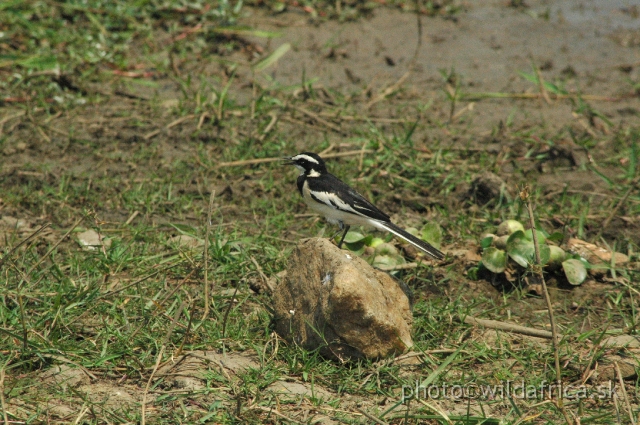 DSC_1966.JPG - African Pied Wagtail (Motacilla aguimp)