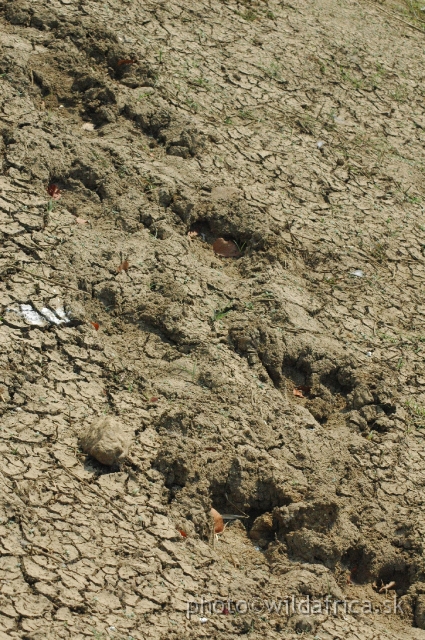 DSC_1967.JPG - Dried hippo tracks