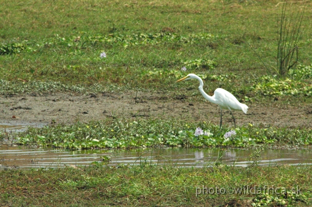 DSC_1976.JPG - Great White Egret (Egretta alba)