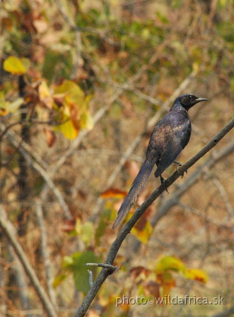 DSC_1981.JPG - Meves's Starling (Lamprotornis mevesii)