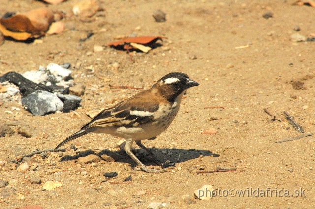 DSC_1984.JPG - White-browed Sparrow Weaver (Plocepasser mahali)