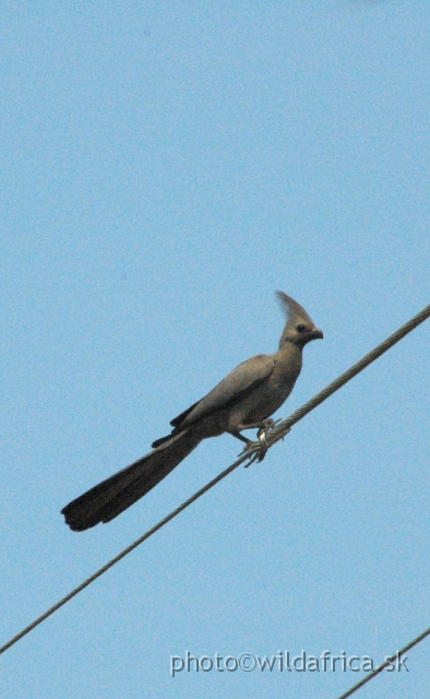 DSC_1987.JPG - Grey Go-away Bird (Corythaixoides concolor)