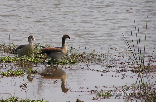 P1010291.JPG - Egyptian Goose (Alopochen aegyptiaca)