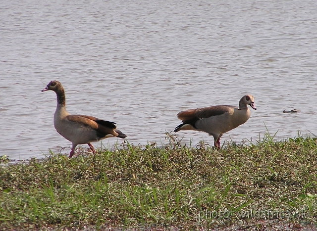 P1010292.JPG - Egyptian Goose (Alopochen aegyptiaca)