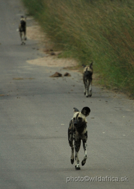 DSC_0204.JPG - The African Wild Dogs (Lycaon pictus) we met first time in our African travels here, not far from Pretoriuskop.