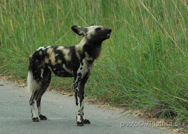 DSC_0207.JPG - The African Wild Dogs (Lycaon pictus) we met first time in our African travels here, not far from Pretoriuskop.