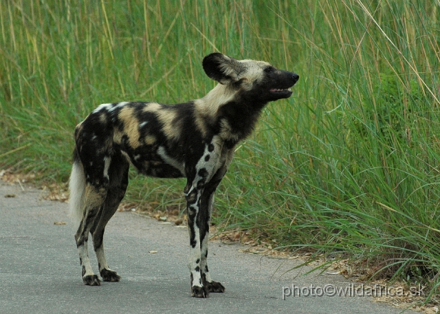 DSC_0209.JPG - The African Wild Dogs (Lycaon pictus) we met first time in our African travels here, not far from Pretoriuskop.