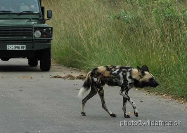 DSC_0215.JPG - The African Wild Dogs (Lycaon pictus) we met first time in our African travels here, not far from Pretoriuskop.