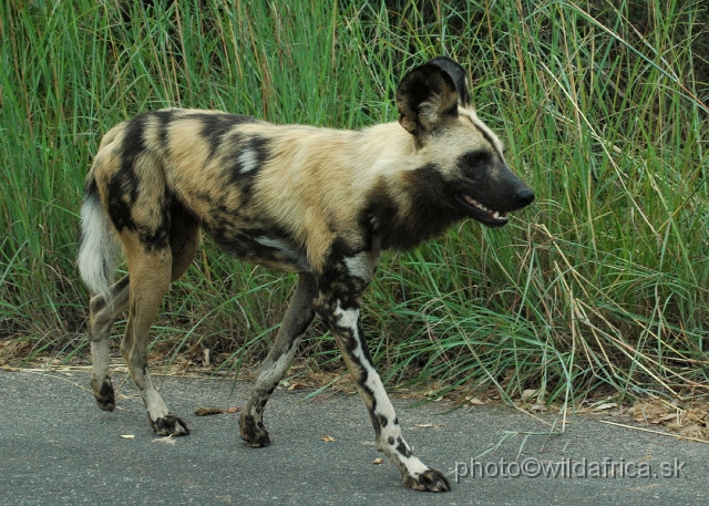 DSC_0220.JPG - The African Wild Dogs (Lycaon pictus) we met first time in our African travels here, not far from Pretoriuskop.