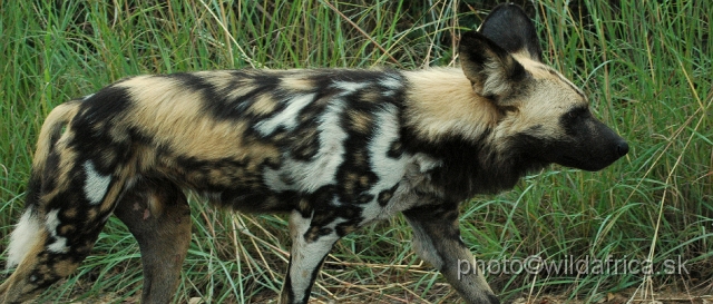 DSC_0223.JPG - The African Wild Dogs (Lycaon pictus) we met first time in our African travels here, not far from Pretoriuskop.