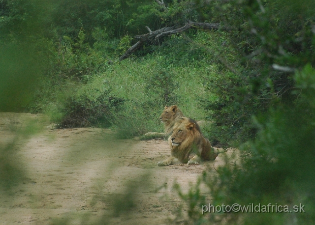 DSC_0331.JPG - Second pride of lions we encountered, Marula Loop.