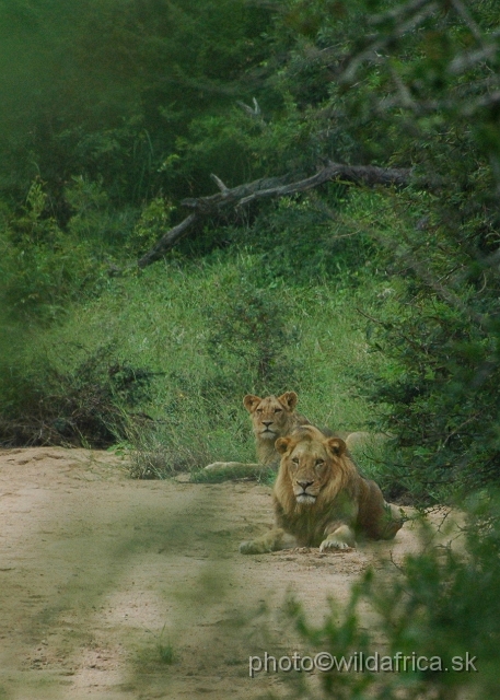 DSC_0333.JPG - Second pride of lions we encountered, Marula Loop.