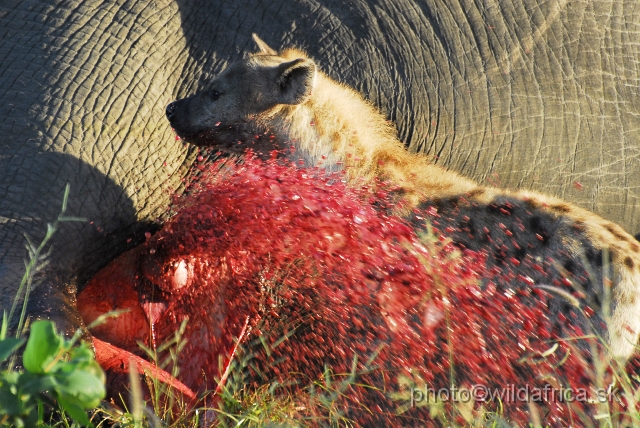 _DSC0007.JPG - Spotted Hyena (Crocuta crocuta) with Big Tusker Alexander's carcass, close to Mopani, few metres from the road, February 2009