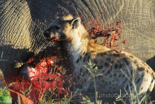 _DSC0008.JPG - Spotted Hyena (Crocuta crocuta) with Big Tusker Alexander's carcass, close to Mopani, few metres from the road, February 2009