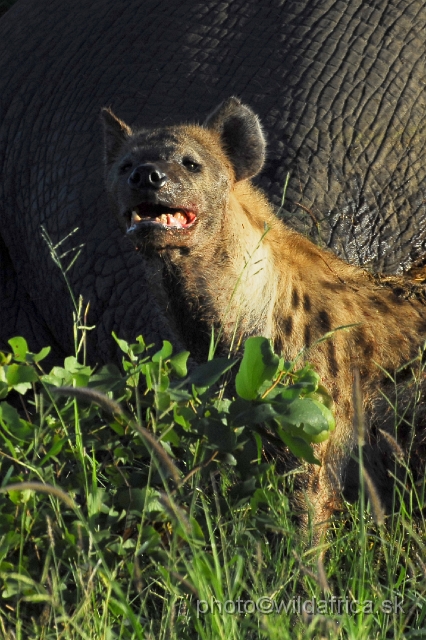 _DSC0015.JPG - Spotted Hyena (Crocuta crocuta) with Big Tusker Alexander's carcass, close to Mopani, few metres from the road, February 2009