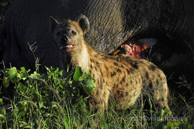 _DSC0016.JPG - Spotted Hyena (Crocuta crocuta) with Big Tusker Alexander's carcass, close to Mopani, few metres from the road, February 2009