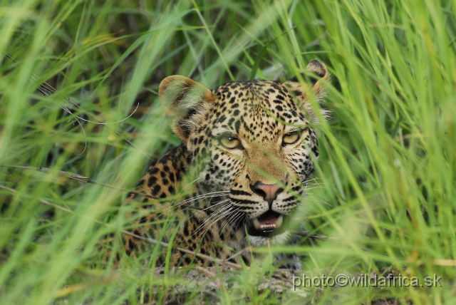 _DSC0127.JPG - Meeting with leopard mother, near Babalala between Punda maria and Shingwedzi.