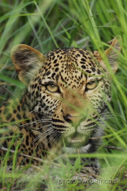 _DSC0128.JPG - Meeting with leopard mother, near Babalala between Punda maria and Shingwedzi.