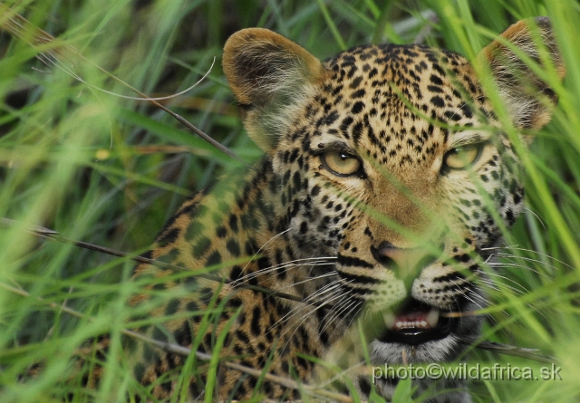 _DSC0129.JPG - Meeting with leopard mother, near Babalala between Punda maria and Shingwedzi.