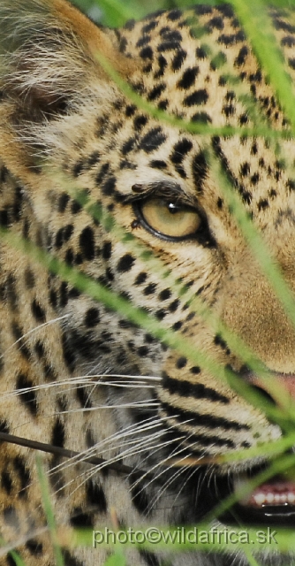 _DSC0131.JPG - Meeting with leopard mother, near Babalala between Punda maria and Shingwedzi.