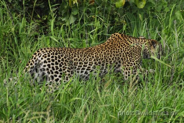 _DSC0136.JPG - Meeting with leopard mother, near Babalala between Punda maria and Shingwedzi.