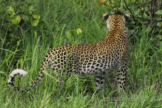 _DSC0138.JPG - Meeting with leopard mother, near Babalala between Punda maria and Shingwedzi.