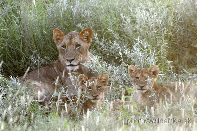 _DSC0881.JPG - Evening encounter with eight lions near Lower Sabie camp.