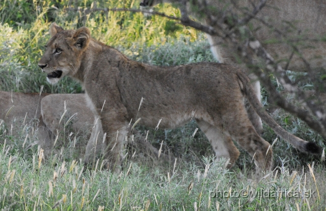 _DSC0896.JPG - Evening encounter with eight lions near Lower Sabie camp.